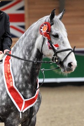 18th APRIL 2010 - INGLISTON GRAND SLAM SHOWJUMPING portfolio