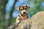 TITWOOD PUPPY PHOTOSHOOT portfolio