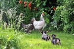 CHICKEN ADVENTURES portfolio