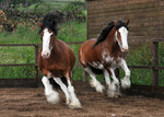 PRIVATE EQUINE & CANINE PHOTOSHOOT portfolio